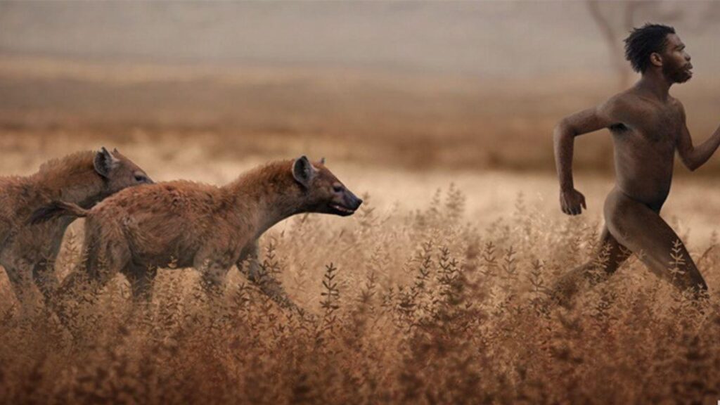 hanging hyena