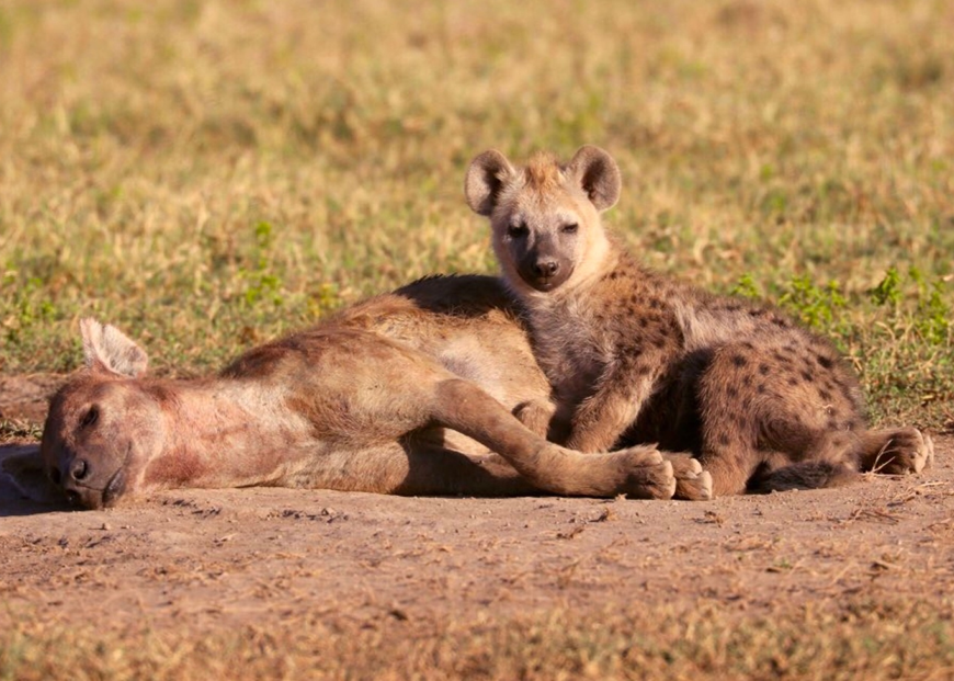 hanging hyena