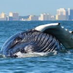 humpback whales virginia beach