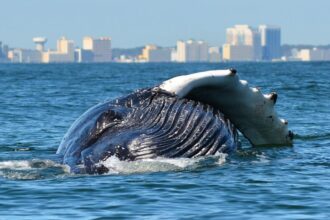 humpback whales virginia beach