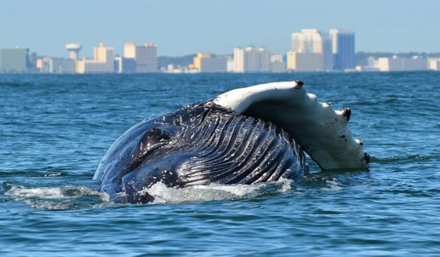 humpback whales virginia beach